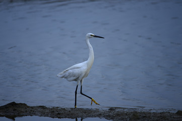 egrets