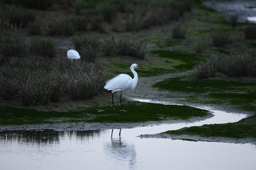 egrets
