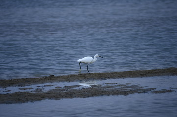 egrets