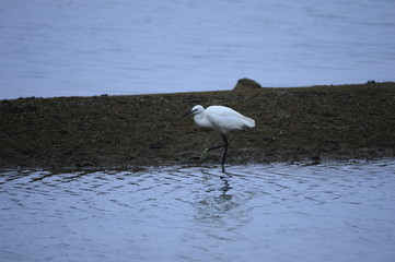egrets