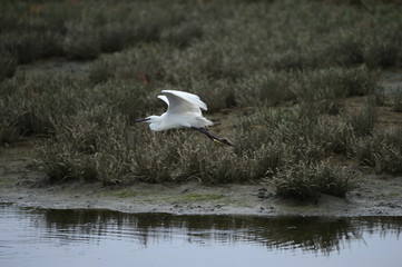 egrets