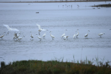 egrets