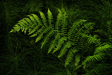 Sword Fern