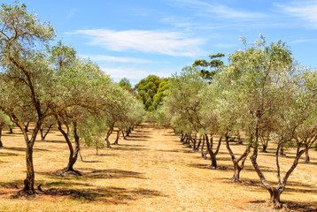 Rows of almond trees in the Clare Valley, SA, Australia - obrazy, fototapety, plakaty