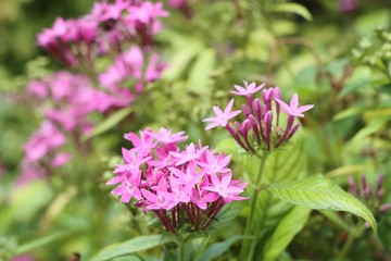 Ixora flowers