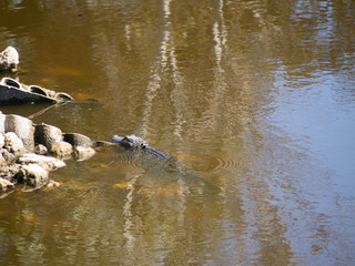 Floating Alligator