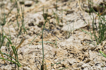 Dragonfly on blade of grass