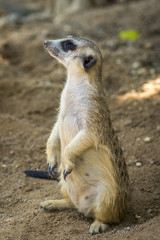 Image of meerkat or suricate on nature background. Wild Animals.