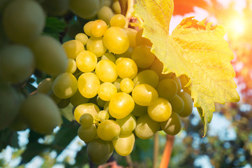 Grapes on a plantation on a sunny day
