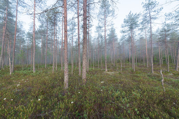 Fog in forest at dawn