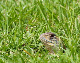 closeup head shot of Oriental garden lizard