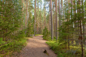 Obraz premium Walking path in forest at summer day