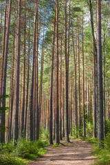 Gardinen Wälder Walking path in forest at summer day  © Juhku