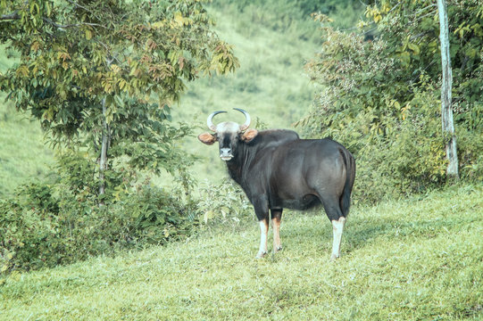 gaur in the meadow
