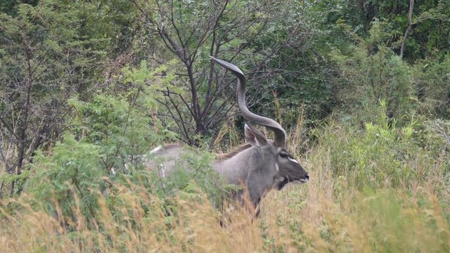 Koedoe walking away in the Pilanesberg Game Reserve South Africa