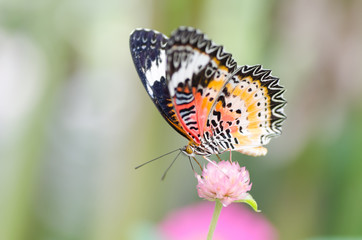 Beautiful butterfly is pollinating on flowers