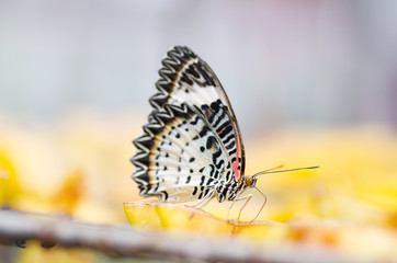 Fototapeta na wymiar Beautiful butterfly holding on piece of fruit in butterfly garden