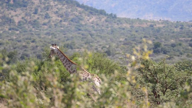 Giraffe walking at the savanna in Pilanesberg Game Reserve South Africa