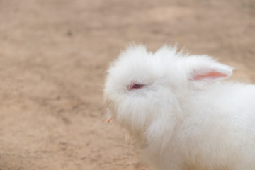 Baby white rabbit in the garden.
