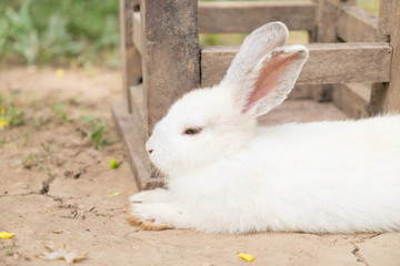 Baby white rabbit in the garden.