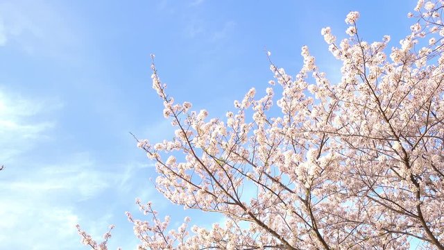 Cherry blossoms swaying in wind over blue sky
