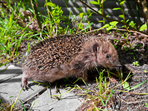 Igel im Gartenm, Hedgehog in the garden