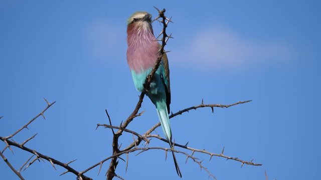 Lilac-breasted roller on a branch in Pilanesberg Game Reserve South Africa