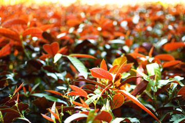 beautiful green and orange 、red leaves and sunshine