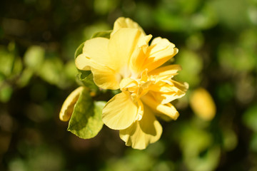 beautiful yellow flower and sunshine