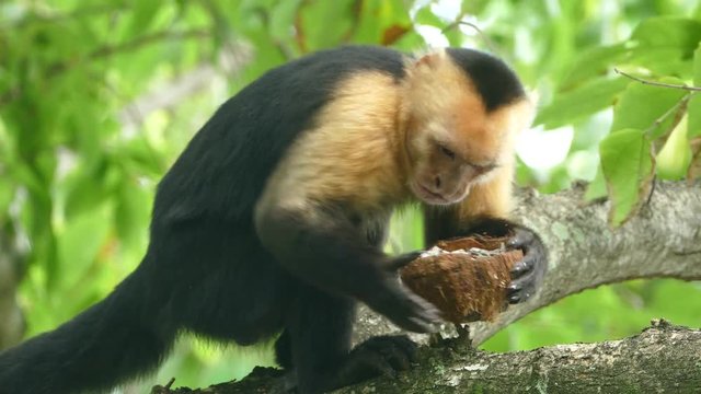 Close up from capuchin monkey biting hard to get pieces out a coconut shell in Montezuma Costa Rica