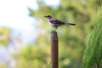 Single bird