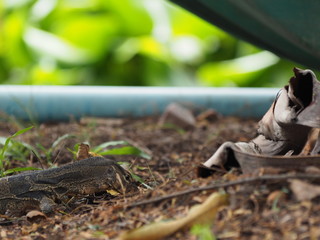 little water monitor looking something to eat  in big city