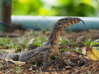 little water monitor looking something to eat  in big city