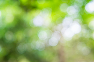 Obraz premium Green leaf bokeh background