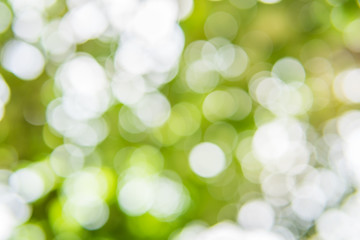 Obraz premium Green leaf bokeh background