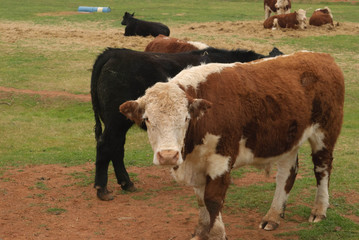 mammal