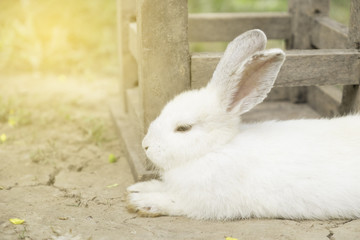 White rabbit in the garden.