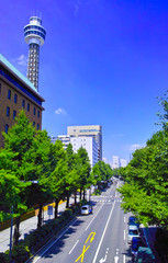 夏の山下公園通り