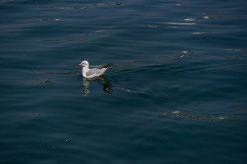 Black seagull in the river