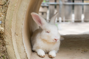 White rabbit lying in the tube.