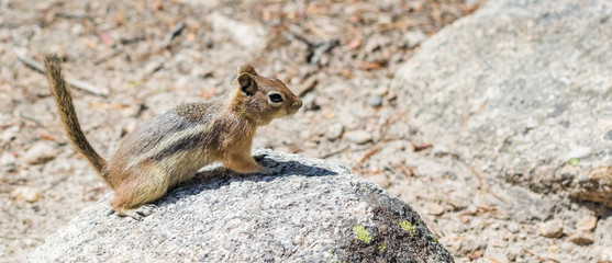 Obraz premium Chipmunk