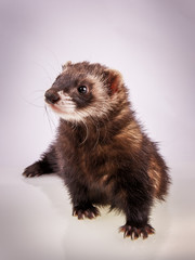 Portrait of sable ferret