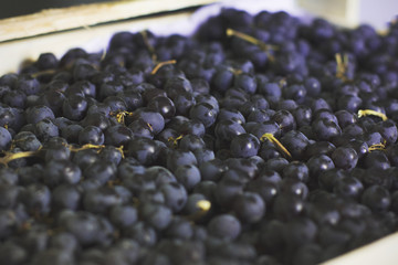 Ripe black grapes in a wooden box. Fresh harvest