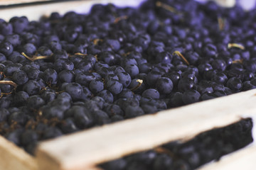 Fresh harvest of black grapes in wooden crate
