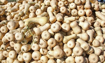 Butternut Squash at farmer's market
