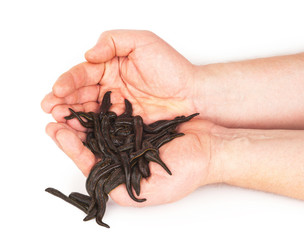 Leeches in  hands