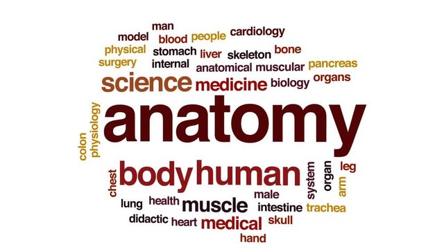 Anatomy animated word cloud, text design animation.