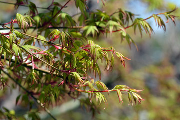 Sprouts of Japanese maple  has come out in Fukuoka city, JAPAN. It is in April.