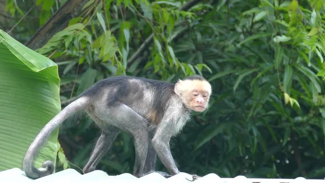 Old Capuchin monkey walking at a rooftop looking for food in the forest of Montezuma Costa Rica