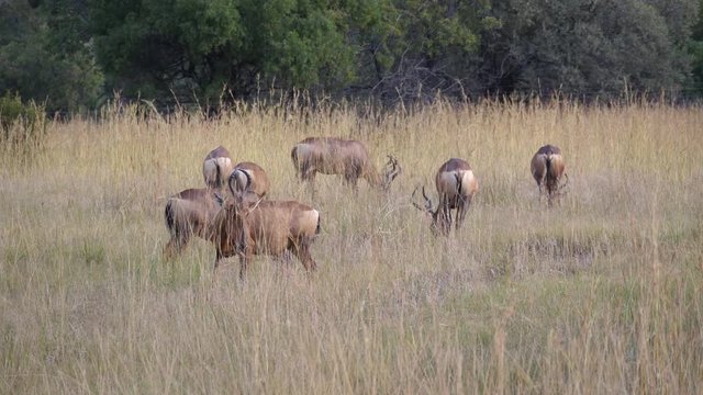 Group of hartebeest in Pilanesberg Game Reserve in South Africa